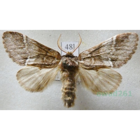 Drymonia dodonaea (Denis & Schiffermüller, 1775) male Dąbrówka dodona Czech48l